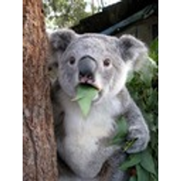 Huh Koala1 emoji
