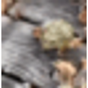 Laughing Frog emoji