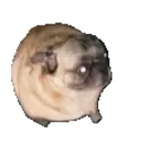 Pugpls emoji
