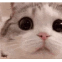 Catstaringintoyoursoul emoji