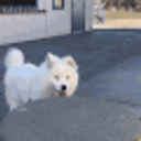 Samoyed Jump emoji