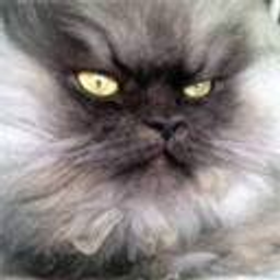 Colonel Meow emoji