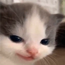 Smugcat emoji