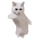 Cat Dance New emoji
