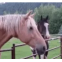 Horsejam emoji