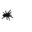 Spidercrawling emoji