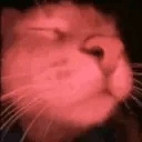 Catvibe emoji