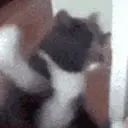 Catsmash emoji