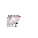 Investigatingthechatroom emoji