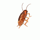 Dancing Cockroach emoji