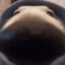 Dogsniff emoji