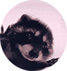 Pedro Pedro Pedro emoji
