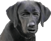 Huh Dog emoji