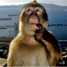 Confused Monkey emoji