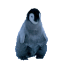 Jamming Penguin emoji