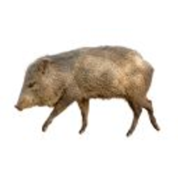 Peccary2 emoji