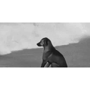 Saddoggo emoji