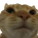 Cat No emoji