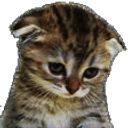 Kitty Crying emoji