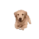 Doggoarrive emoji
