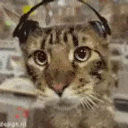Acat Music emoji