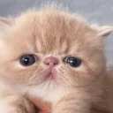 Cupoftupid emoji