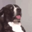 Dog Wait What emoji