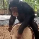 Monkeyhitsdrum emoji