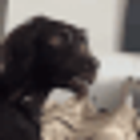 Meme Dog Confused emoji