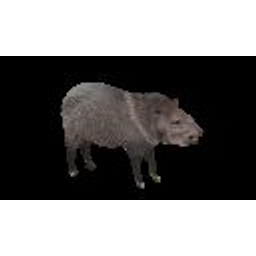 Peccary emoji