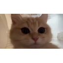 Catstare emoji