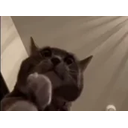 Catclap emoji