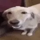 Butterdog emoji