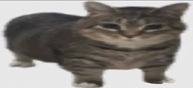 Kotik emoji