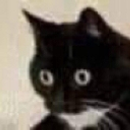 Blkcat0 emoji