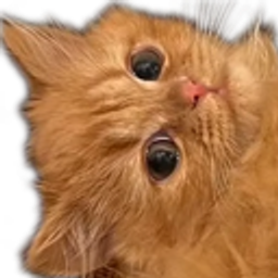 Orangecath emoji