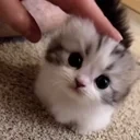 Cutecatpet emoji