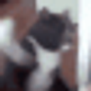 Catattack emoji