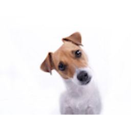 Interesteddog emoji
