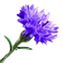 Kornblume emoji