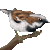 House Sparrow emoji