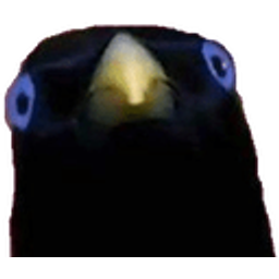 Birb Stare emoji