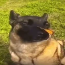 Beautifuldogwiththebutterflyonitsnose emoji