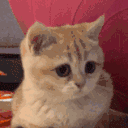 Akittyh emoji