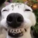 Doglookingsussyandhappy emoji