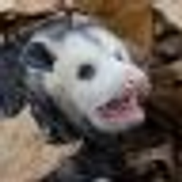 Aaaaaa Possum emoji