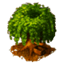 Coin Tree emoji
