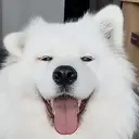 Cutedoggo emoji