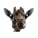 Unimpressedgiraffe emoji