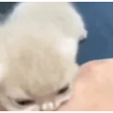 Catbite emoji